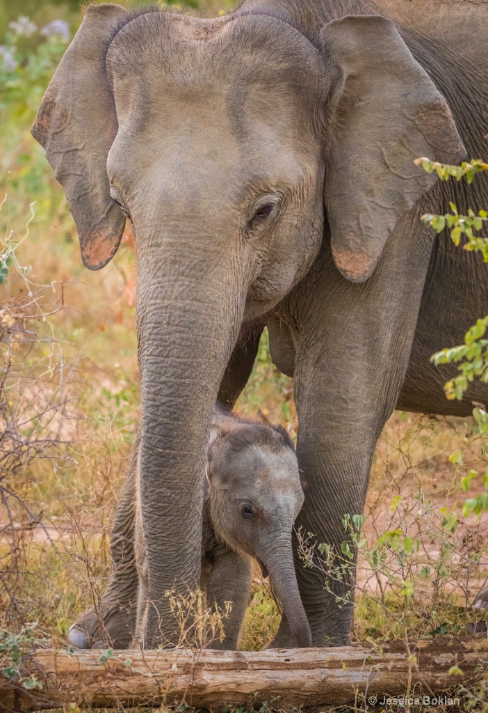 A Mother's Love