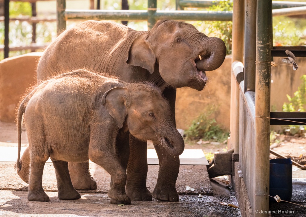 Future Tusker with Drinking Buddy