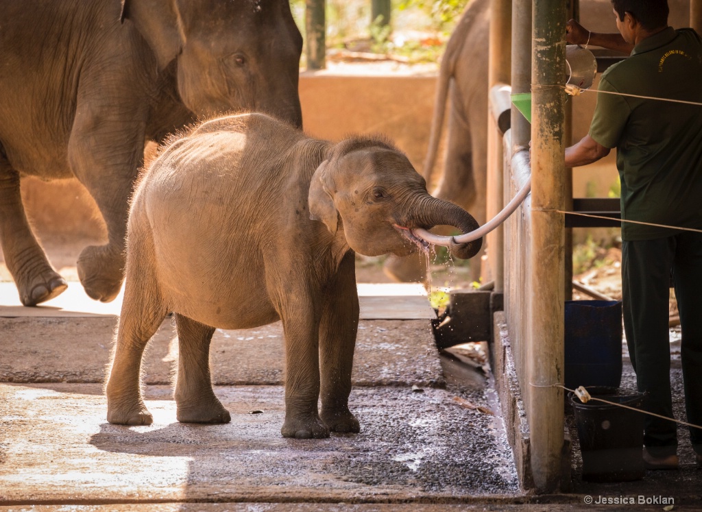 Morning Milk Feeding