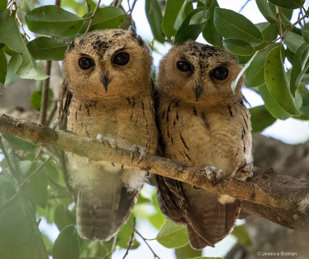 Baby Fish-Owls