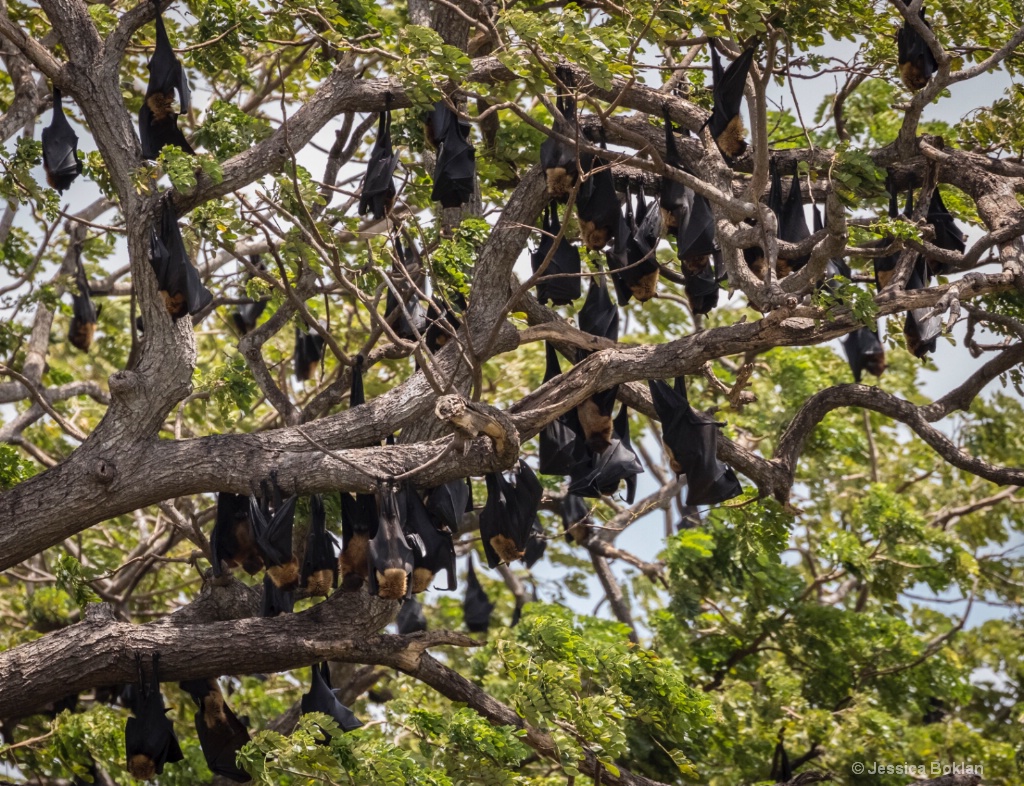 Fruit Bats