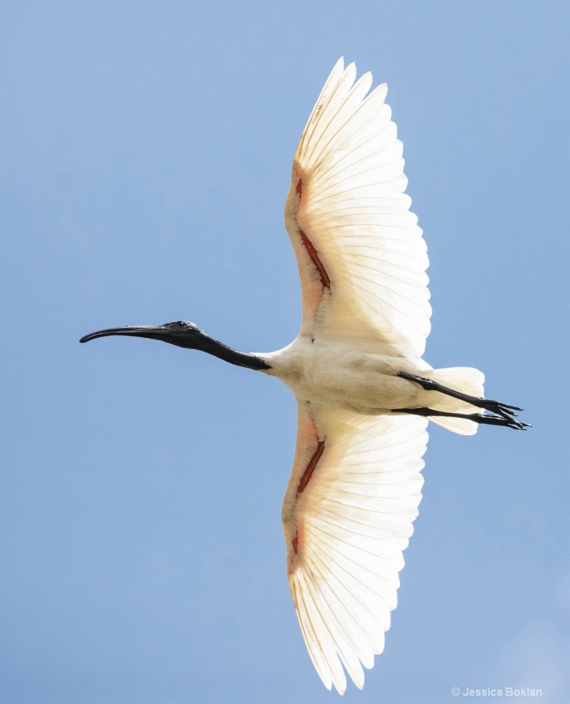 Black-Headed Ibis