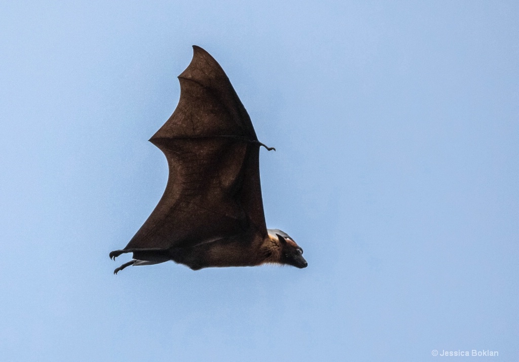 Fruit Bat