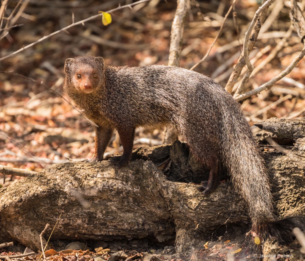 Ruddy Mongoose