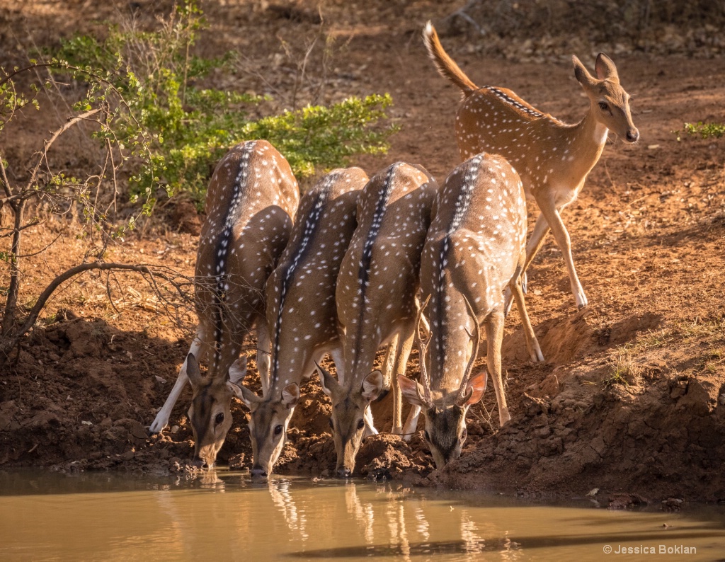 Spotted Deer