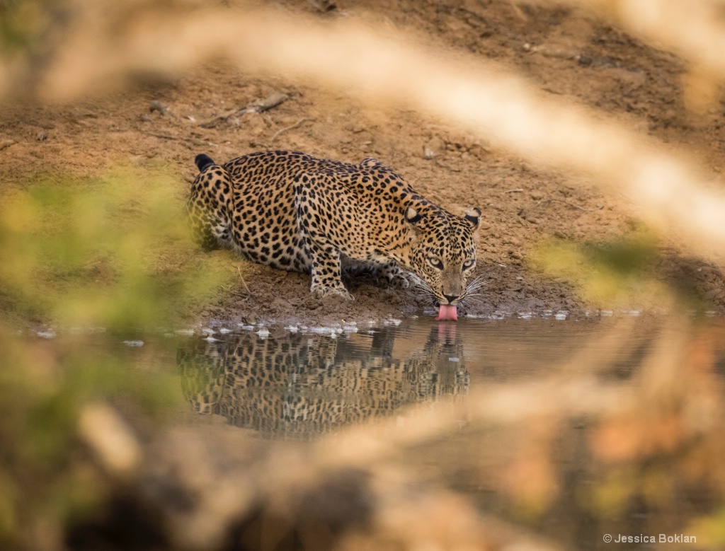 Drinking Leopard