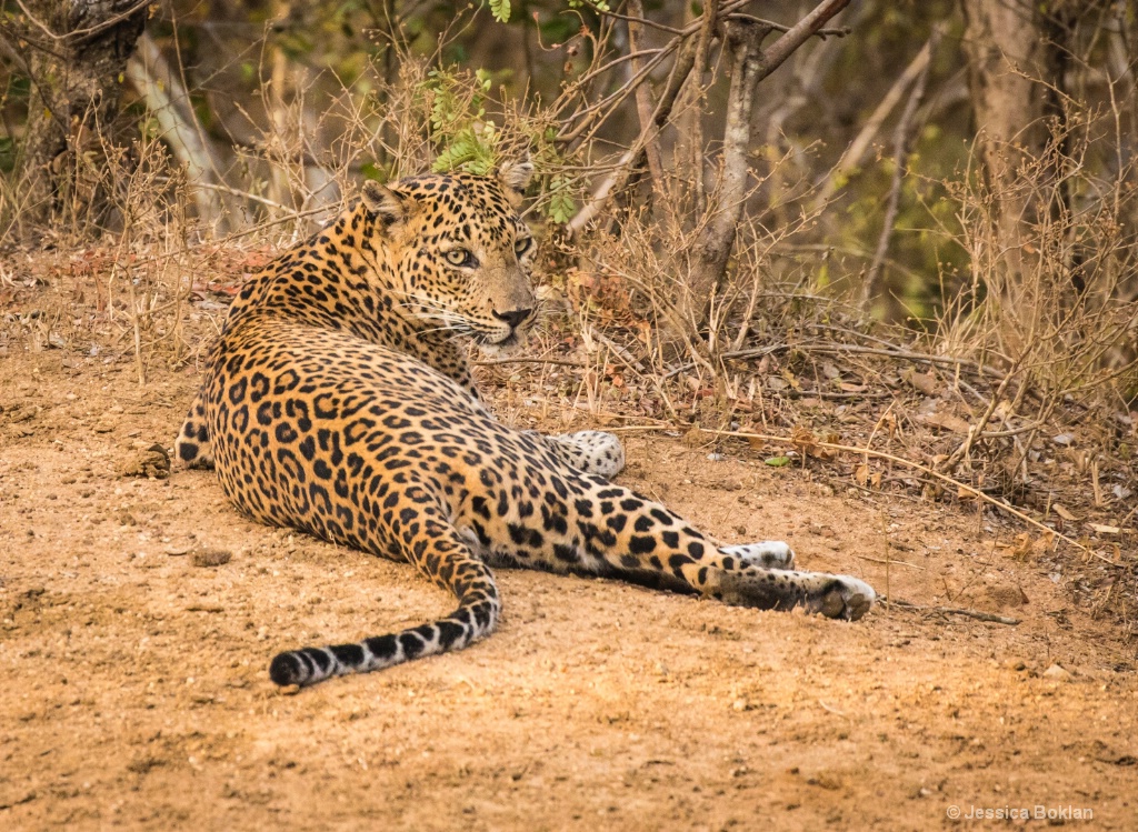 Resting Leopard