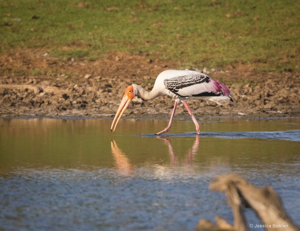 Painted Stork