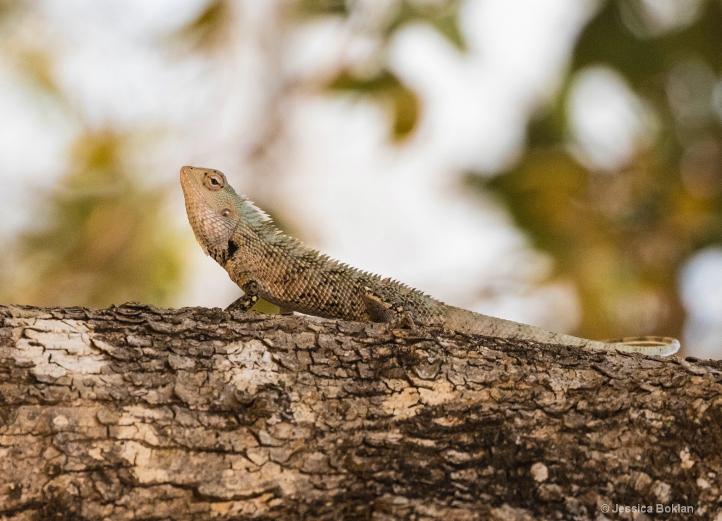 Common Garden Lizard