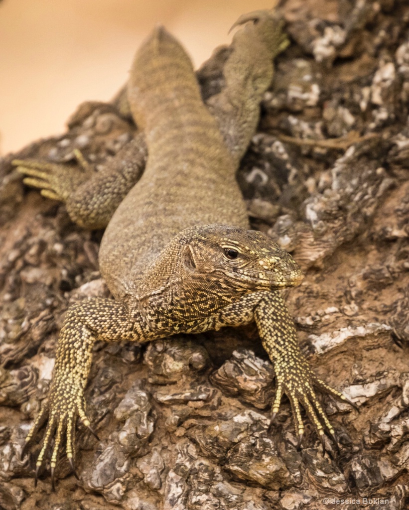 Land Monitor Lizard