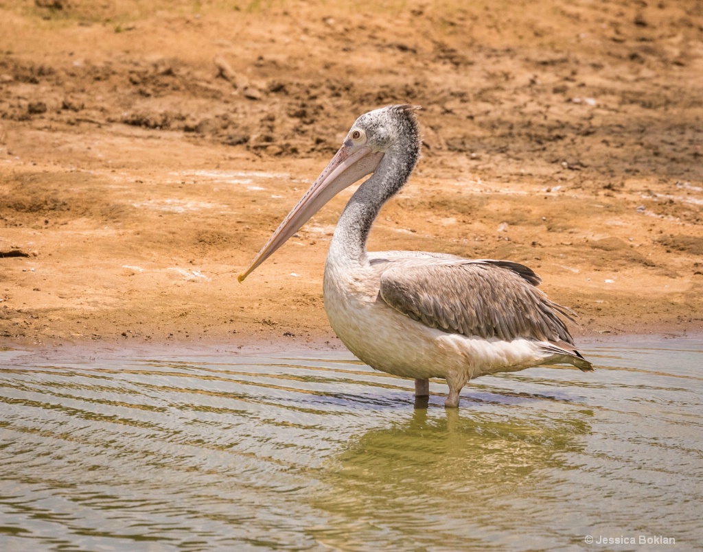 Spot-Billed Pelican