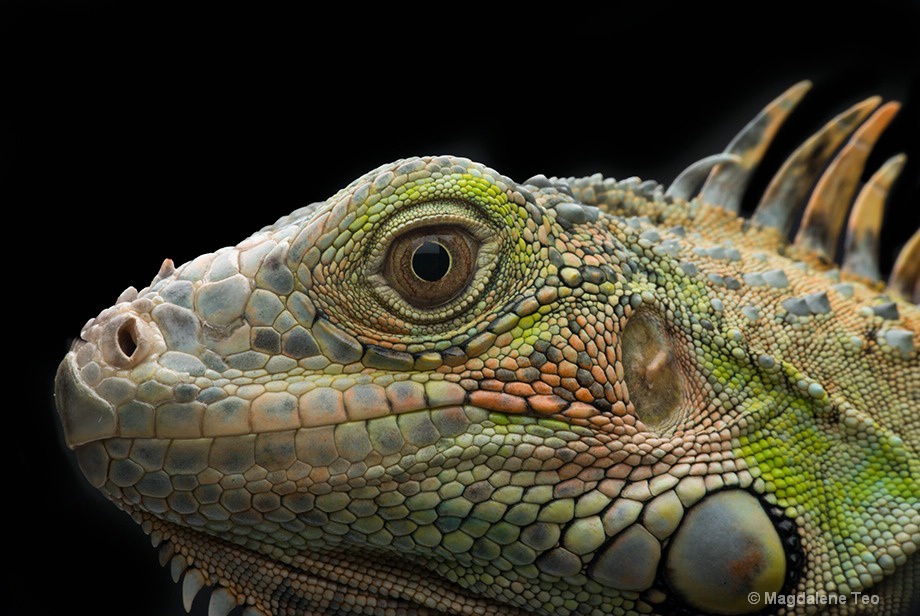 Macro - Close Up of Iguana Head