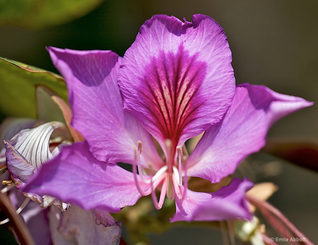 Flower Petals