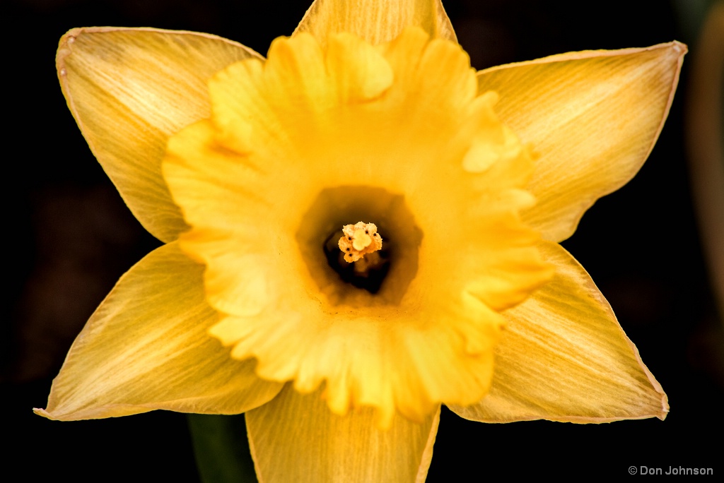 Daffodil-Princeton 4-22-17 113