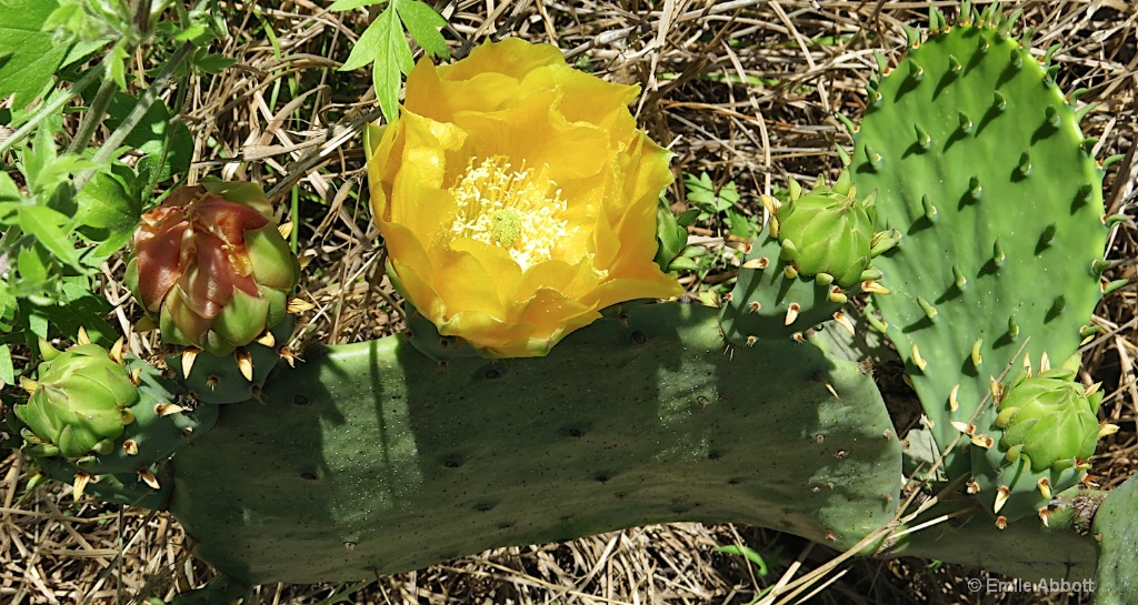 Prickly Pear Cacti