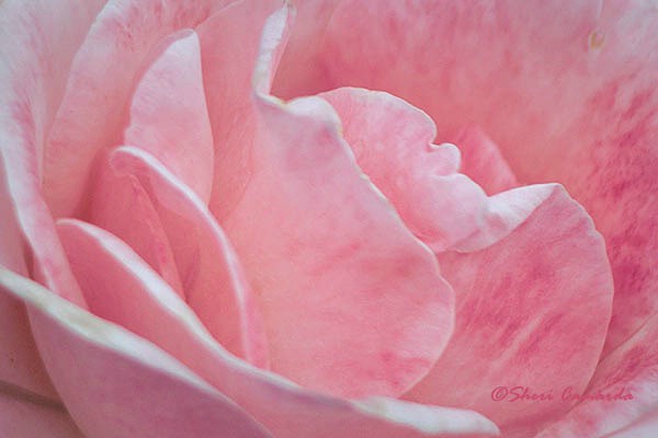 soft pink rose