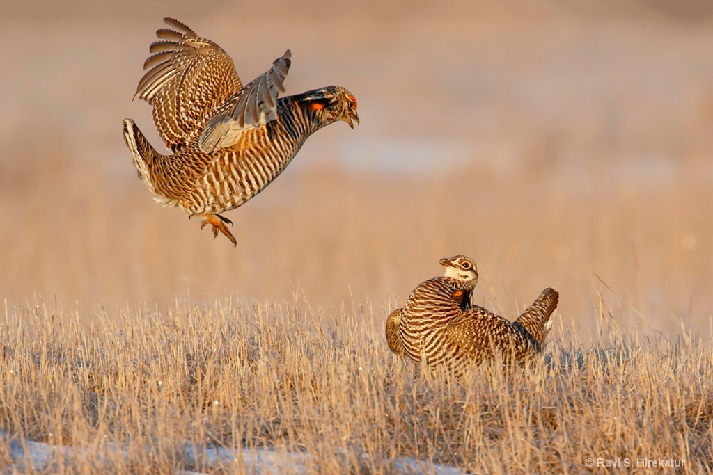 Greater Prairiechicken males fighting 