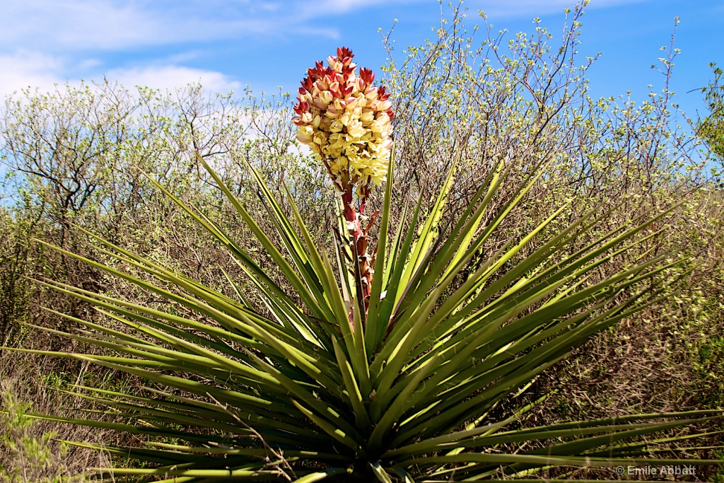 Desert Floral