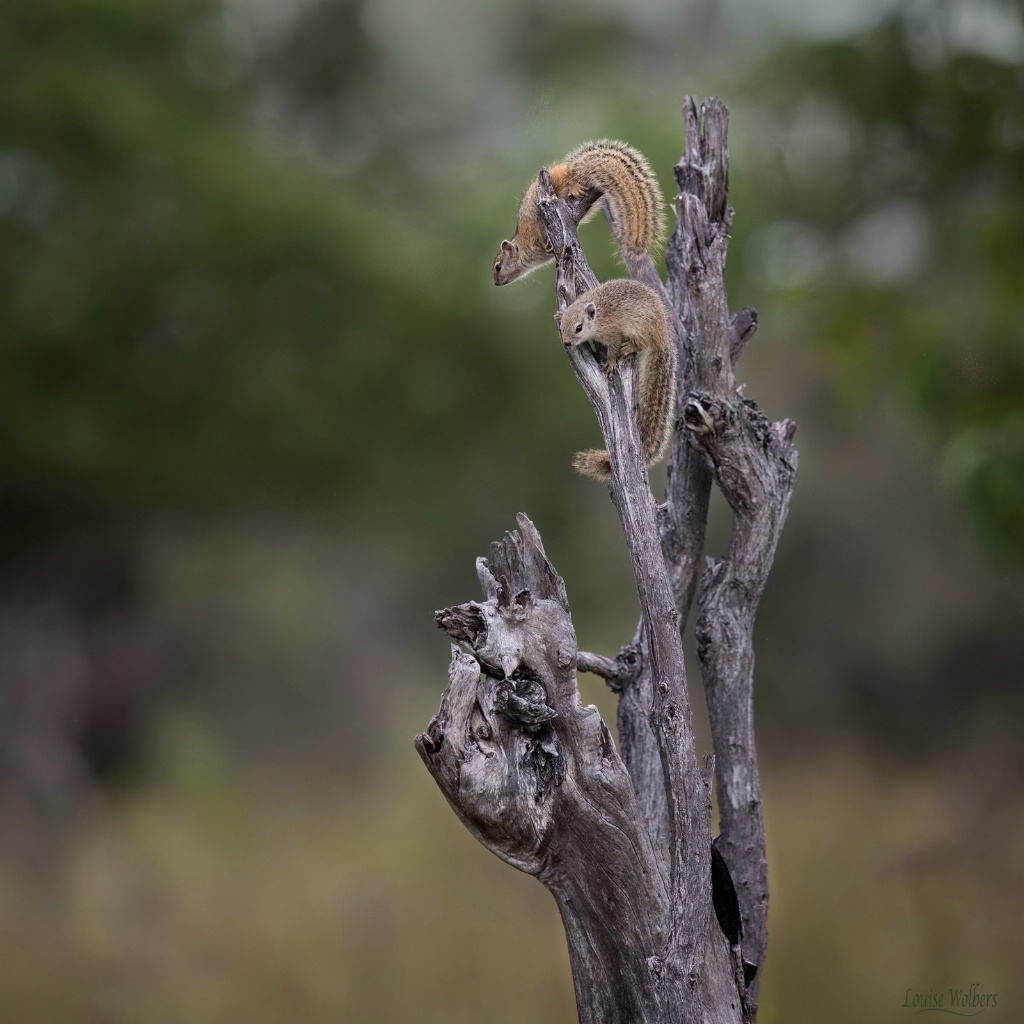 Up A Tree