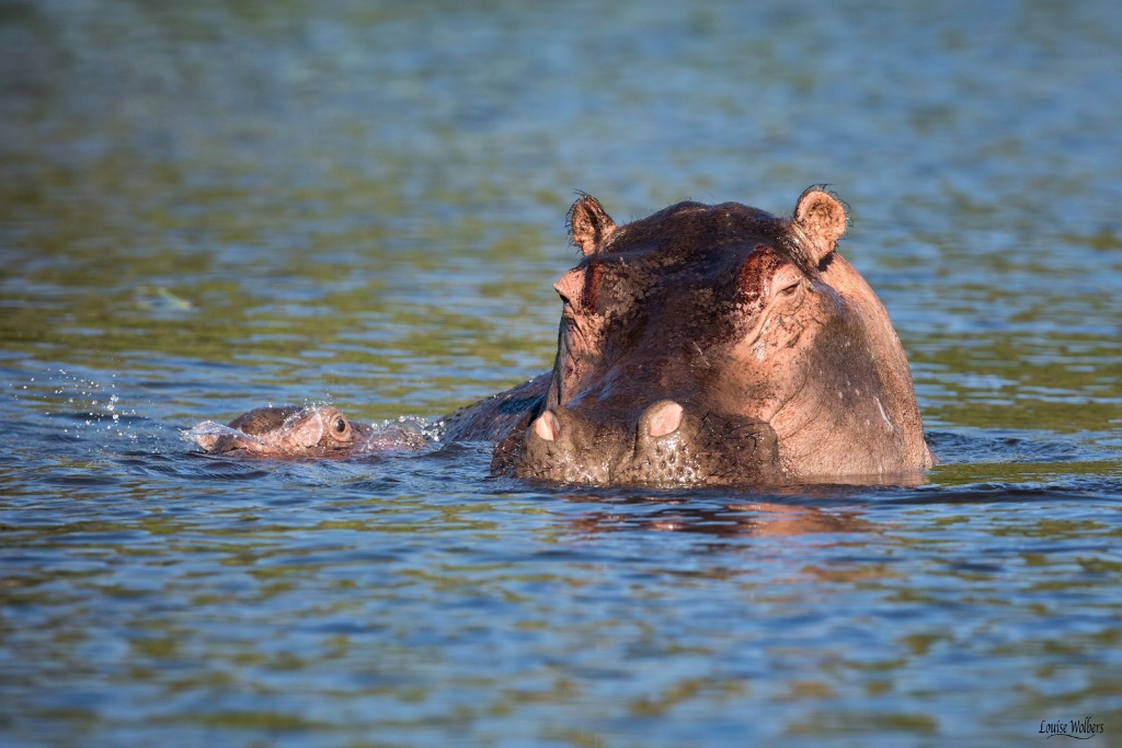 A Mother's Watchful Eye