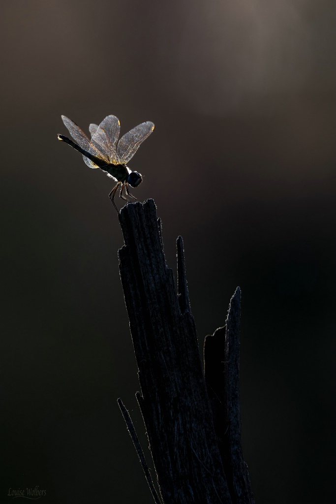 Dragonfly Wings