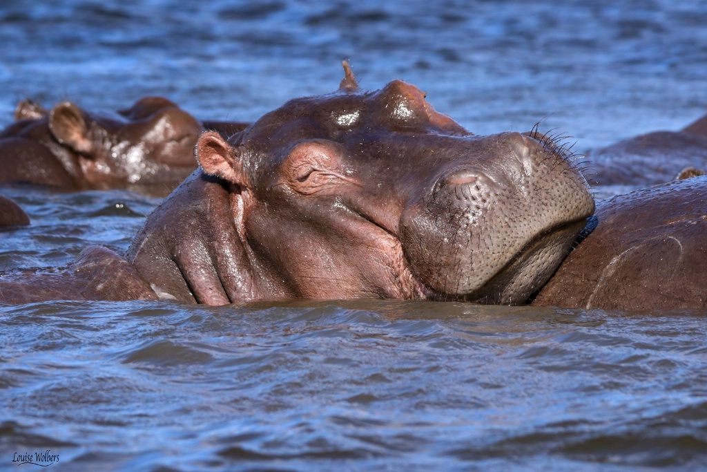 Snoozing on a Friend