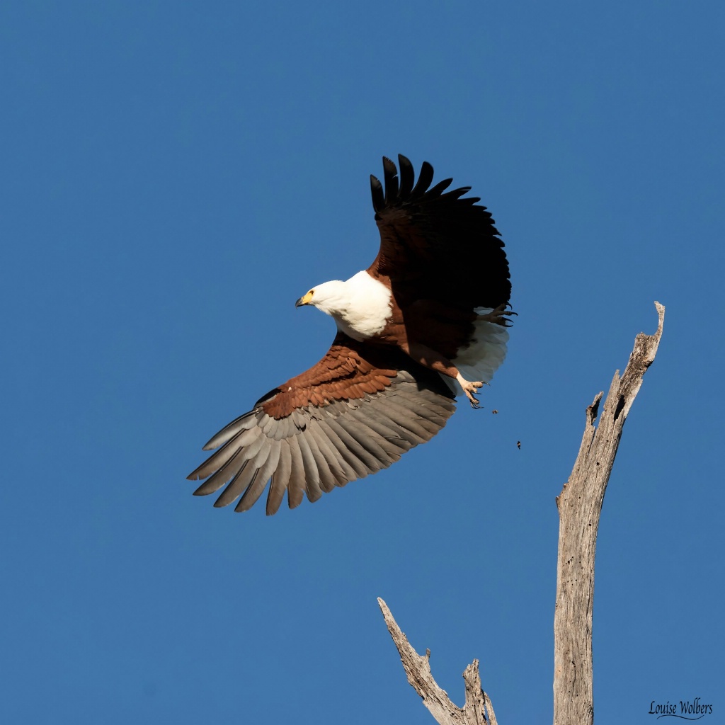 Taking Flight