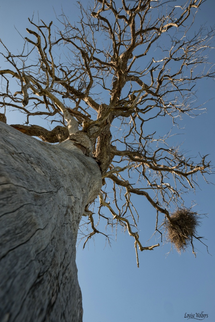 Nesting Above