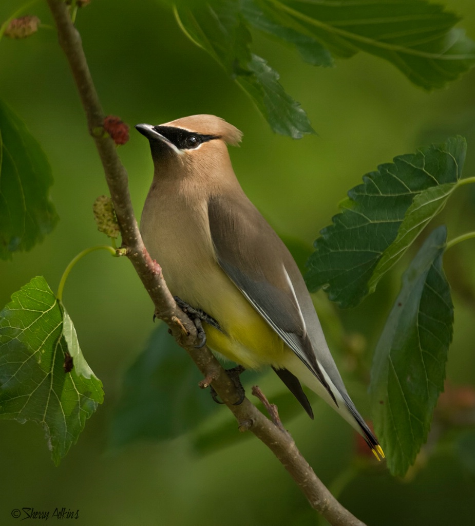 Cedar Waxwing