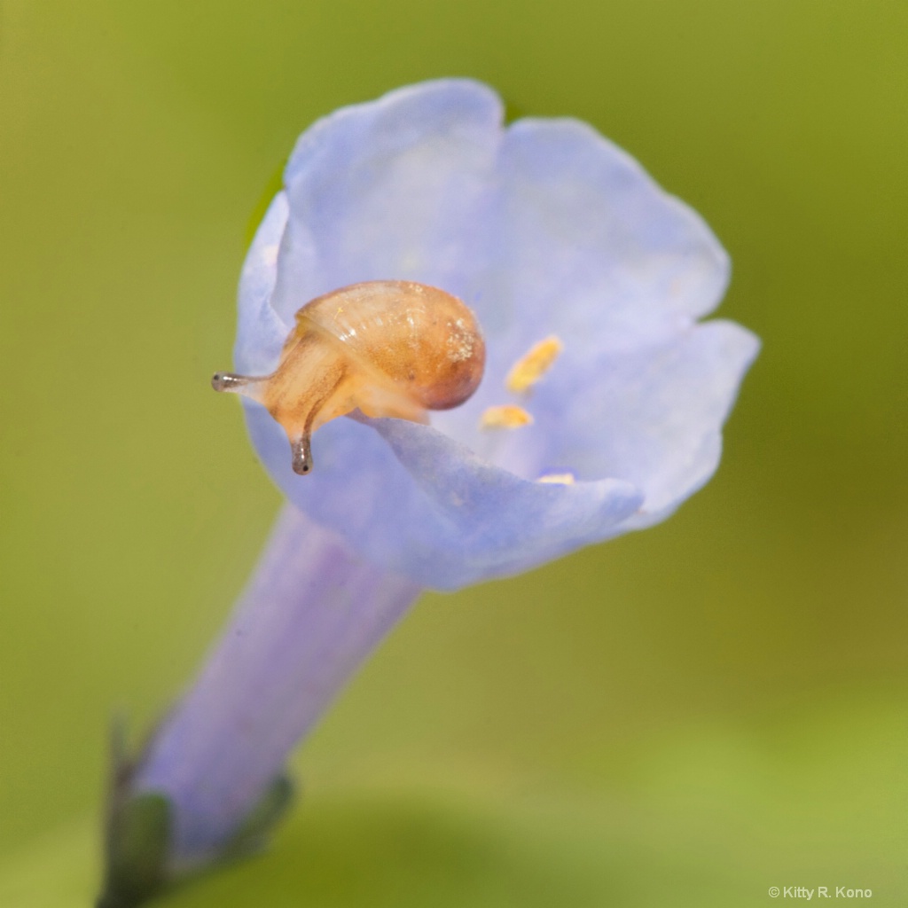 Snail on Bluebell in Valley Forge