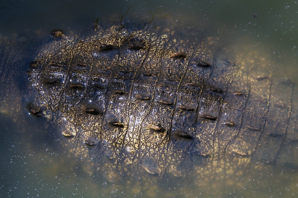 Croc Texture