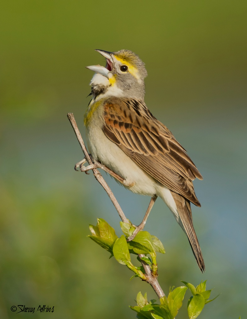 Dickcissel