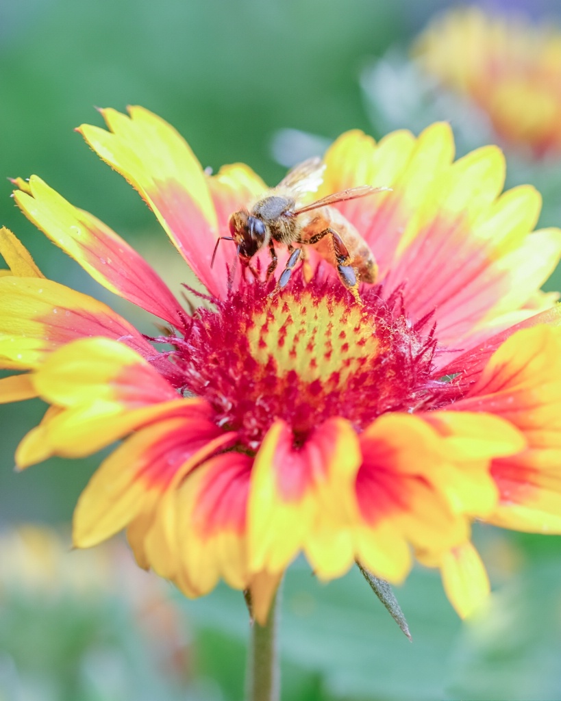 Bee in the garden