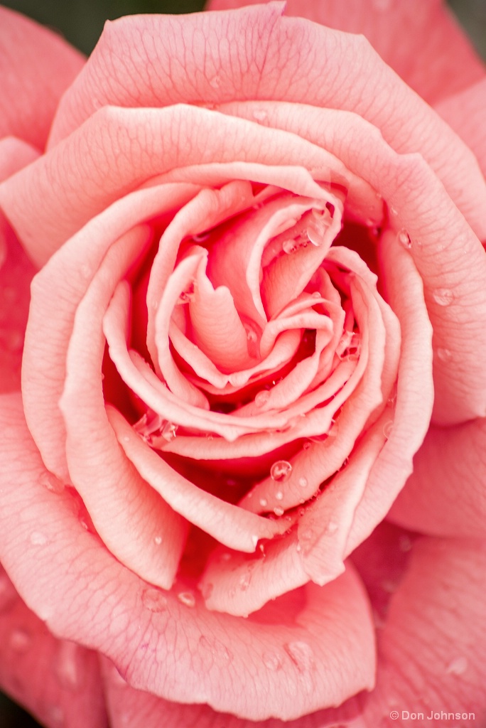 Mothers Day Rose 5-6-18 502