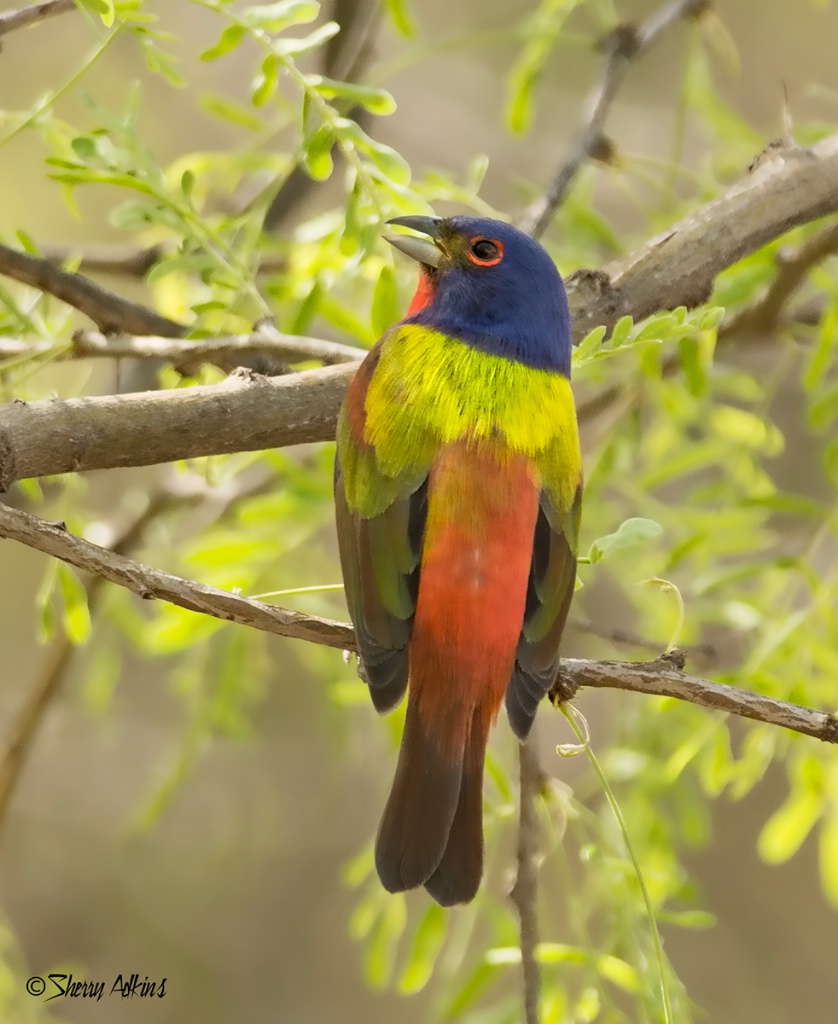 Painted Bunting