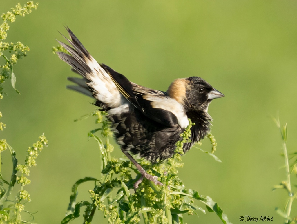 Bobolink