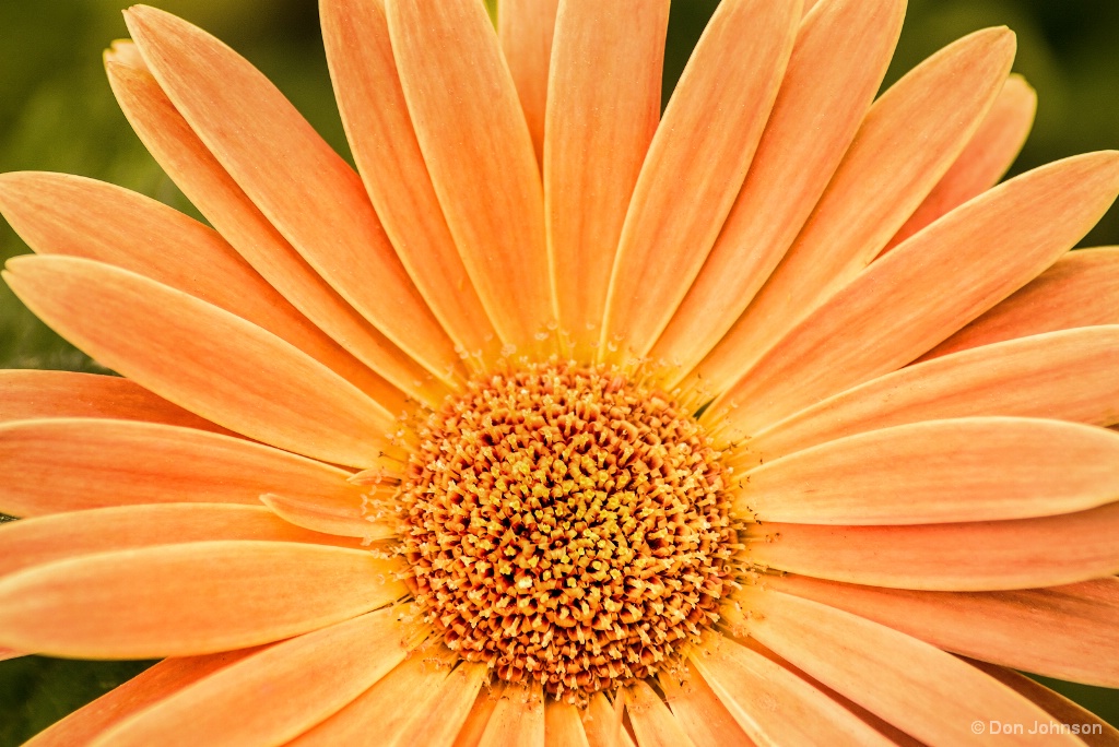 Pale Gerbera Daisy 5-6-18 577