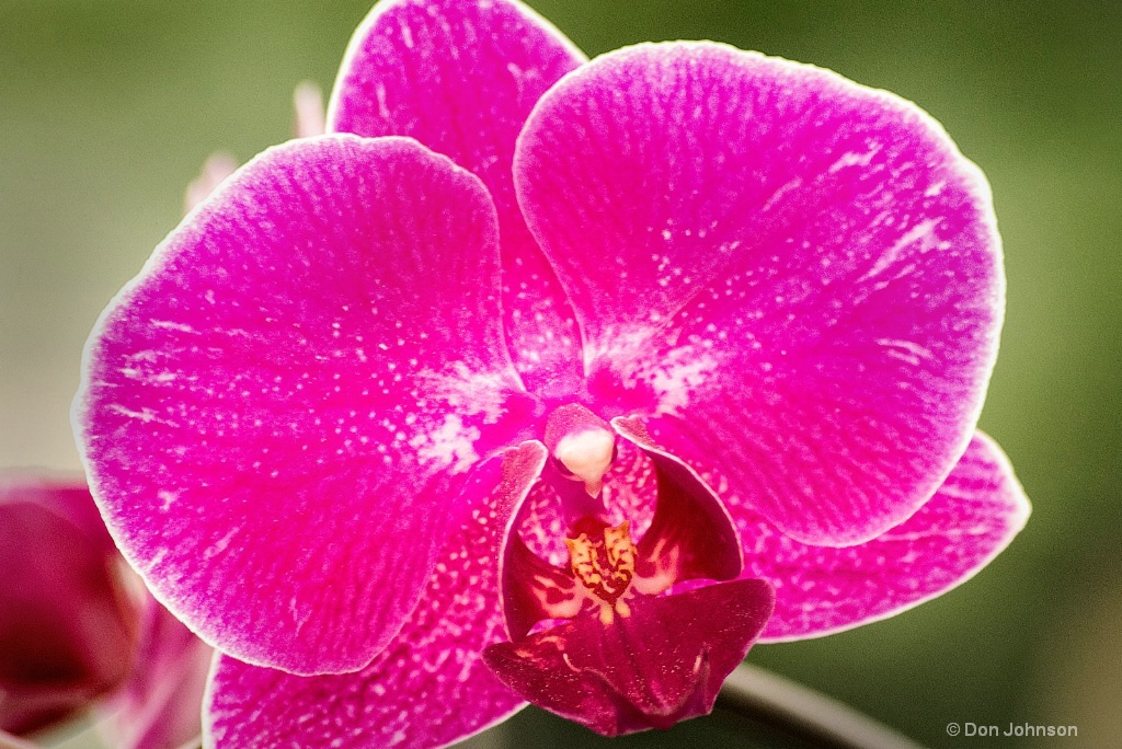 Purple Orchid 3-0 F LR 5-6-18 J197