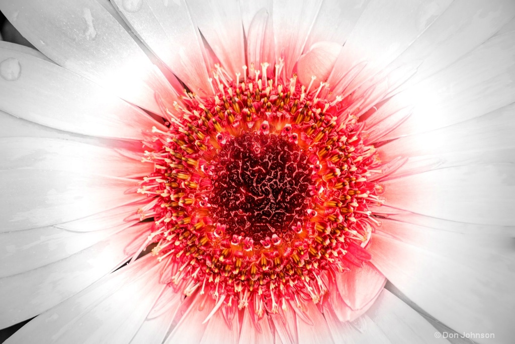 Wet Gerbera Splash 6-0 F LR 5-6-18 J413