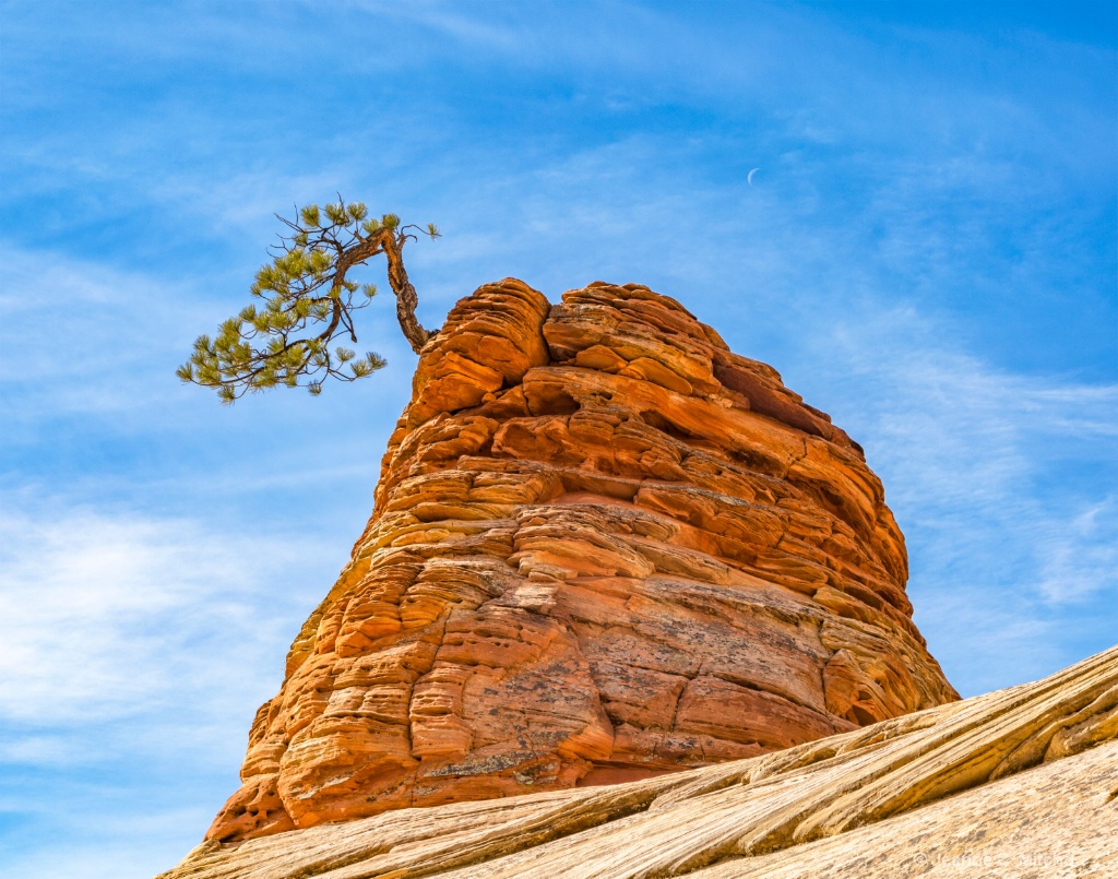 Solitary Tree