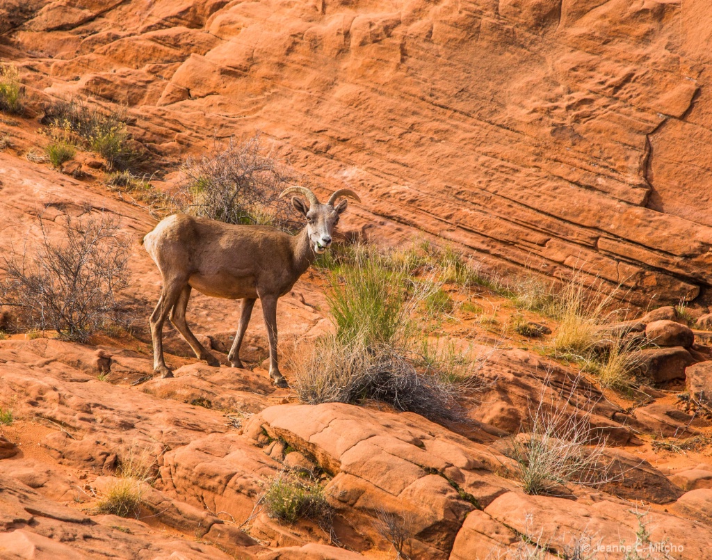 Valley of Fire