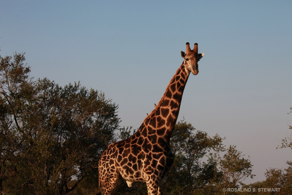 Giraffe 