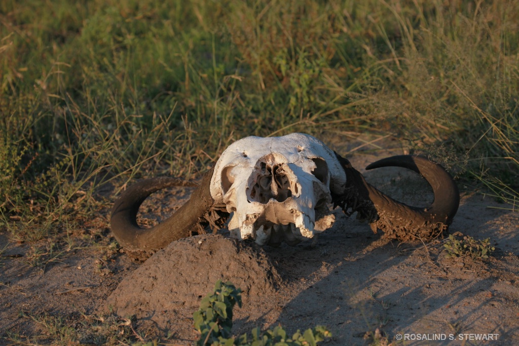 Buffalo Skull