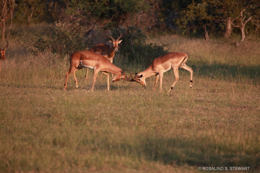 Rutting Impala