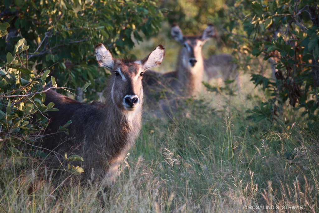 Water Buck 