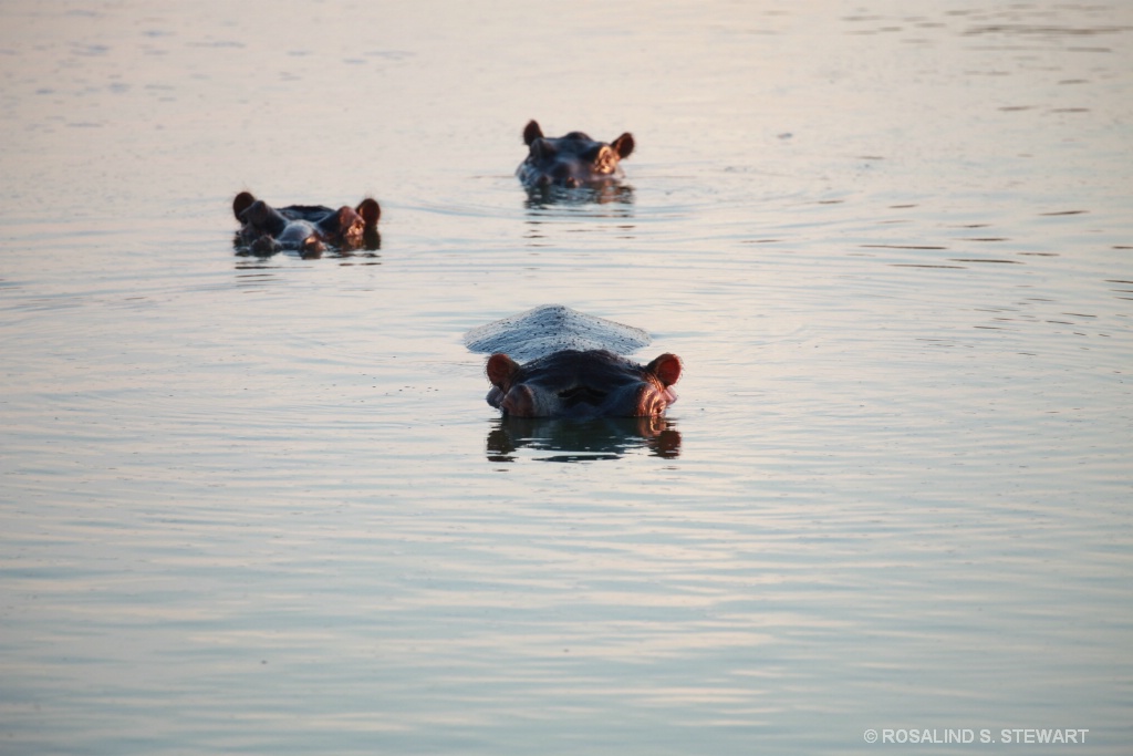 Hippo