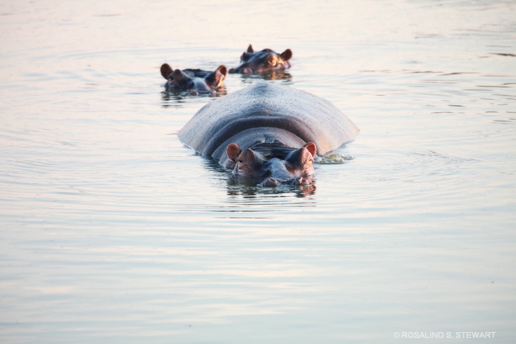 Hippo