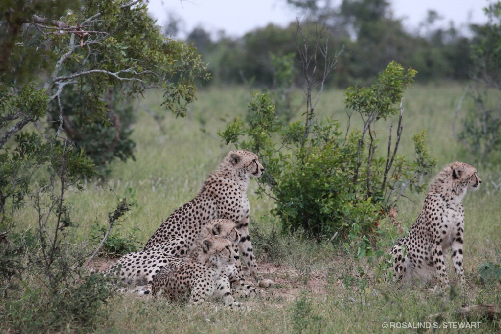 Cheetah
