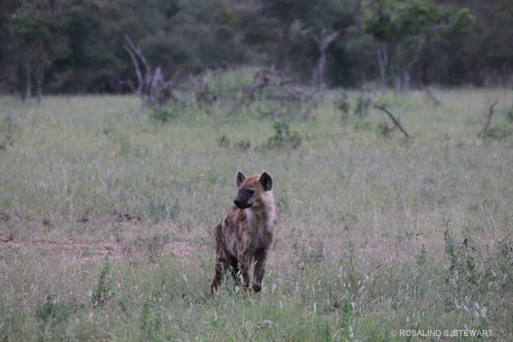 `Hyaena 