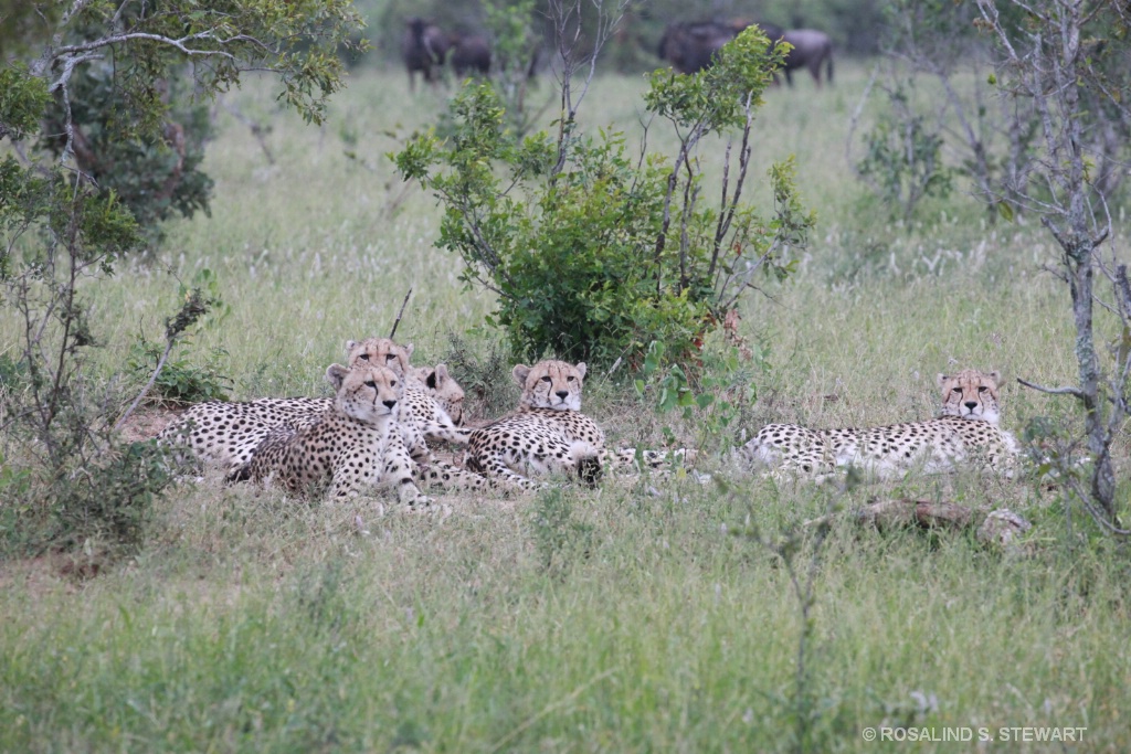 Cheetah